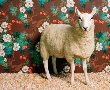 sheep.jpg