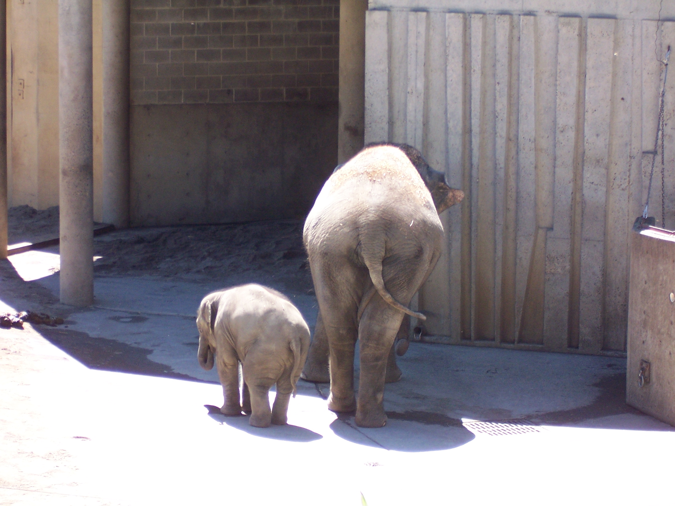 Elephant bums